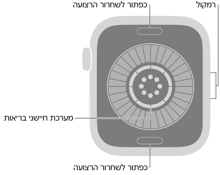 החלק האחורי של Apple&nbsp;Watch Series&nbsp;12, עם כפתורי שחרור הרצועה בחלק העליון והתחתון, מערכת חישה של הבריאות באמצע ורמקול בצד.