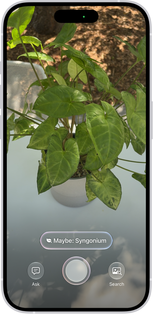 An iPhone in Visual Intelligence showing a plant.