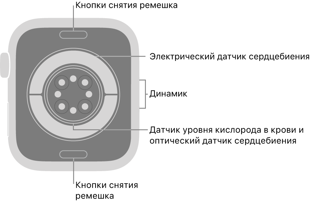 Оборотная сторона Apple&nbsp;Watch Series&nbsp;11. Вверху и&nbsp;внизу показаны кнопки снятия ремешка. В&nbsp;центре размещены электрические датчики сердечной активности, оптические датчики сердечной активности и&nbsp;датчики уровня кислорода в&nbsp;крови. Сбоку показан динамик.