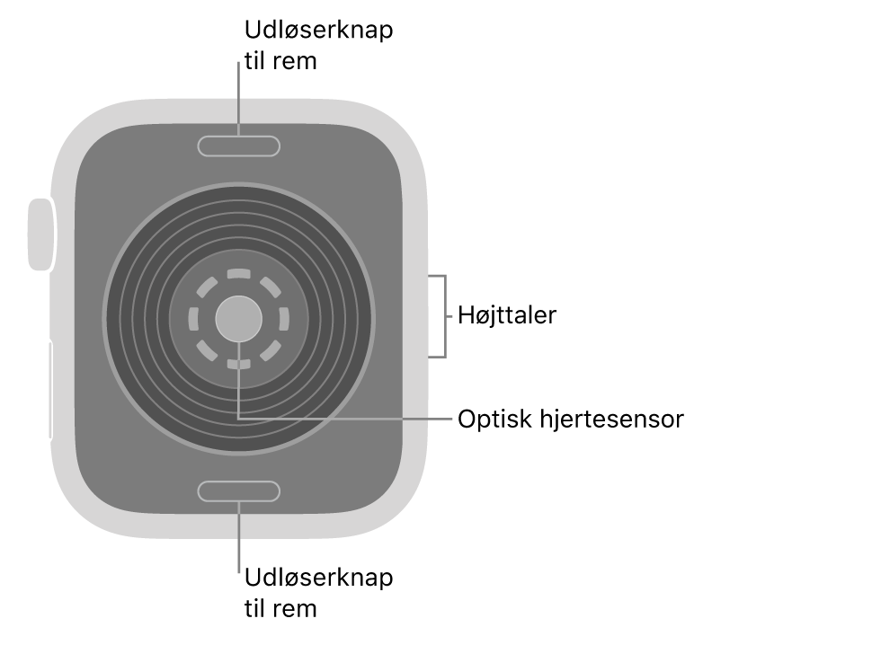 Bagsiden af Apple Watch SE 3 med udløserknapperne til remmen foroven og forneden, den optiske pulsmåler i midten og højttaleren på siden.