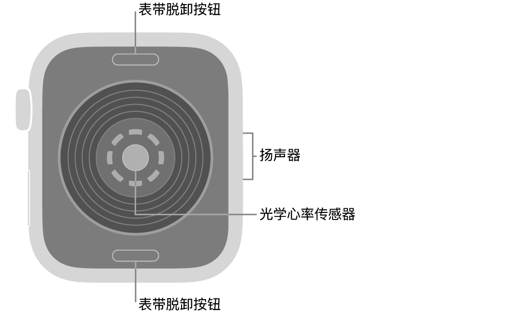 Apple&nbsp;Watch&nbsp;SE 3 的背面，顶部和底部是表带脱卸按钮，中间是光学心率传感器，侧边是扬声器。