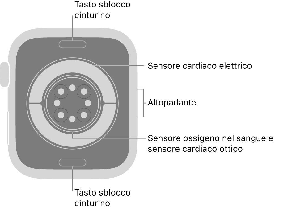 La parte posteriore di Apple Watch Series 11, con i pulsanti di sblocco del cinturino in alto e in basso, i sensori elettrici e quelli ottici per il cuore e i sensori per il livello di ossigeno nel sangue in mezzo, e l’altoparlante sul lato.