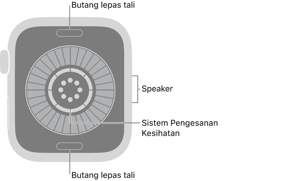 Bahagian belakang Apple&nbsp;Watch Series 12, dengan butang lepaskan tali di atas dan bawah, sistem penderiaan kesihatan di bahagian tengah dan speaker di bahagian sisi.
