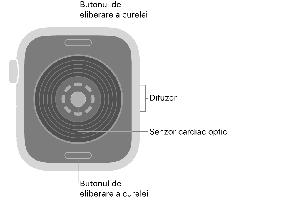 Spatele dispozitivului Apple&nbsp;Watch&nbsp;SE&nbsp;3, cu butoanele de eliberare a brățării în partea de sus și de jos, senzorul cardiac optic în mijloc și difuzorul pe partea laterală.