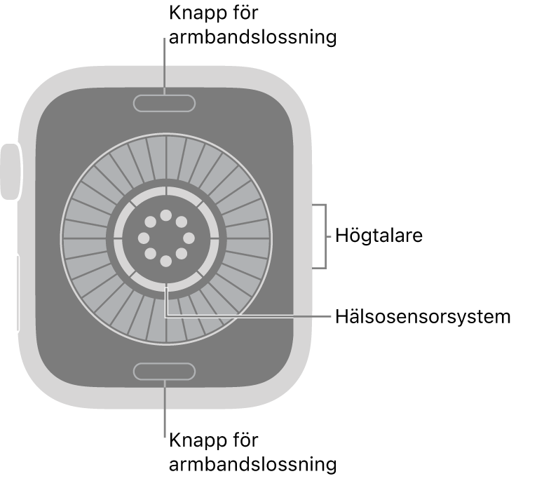 Baksidan på Apple&nbsp;Watch Series 12 med knapparna för armbandslossning högst upp och längst ned, hälsosensorsystemet i mitten och högtalaren på sidan.