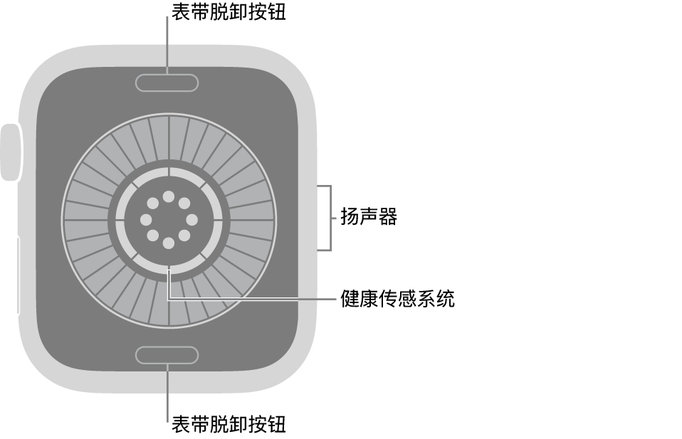 Apple Watch Series 12 的背面，顶部和底部是表带脱卸按钮，中间是健康传感系统，侧边是扬声器。