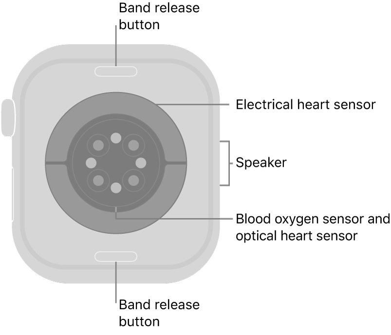 The back of Apple&nbsp;Watch Series&nbsp;10, with the band release buttons at top and bottom, the electrical heart sensors, optical heart sensors, and blood oxygen sensors in the middle, and the speaker on the side.