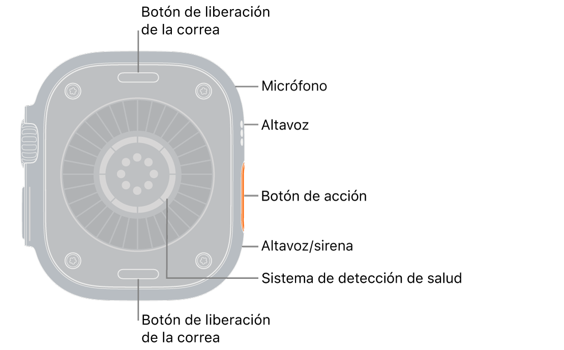La parte de atrás del Apple&nbsp;Watch&nbsp;Ultra&nbsp;4, con los botones para soltar la correa arriba y abajo. En el lateral hay un micrófono, un altavoz, el sistema de detección de salud, el botón de acción y un puerto de altavoz que emite la sirena.