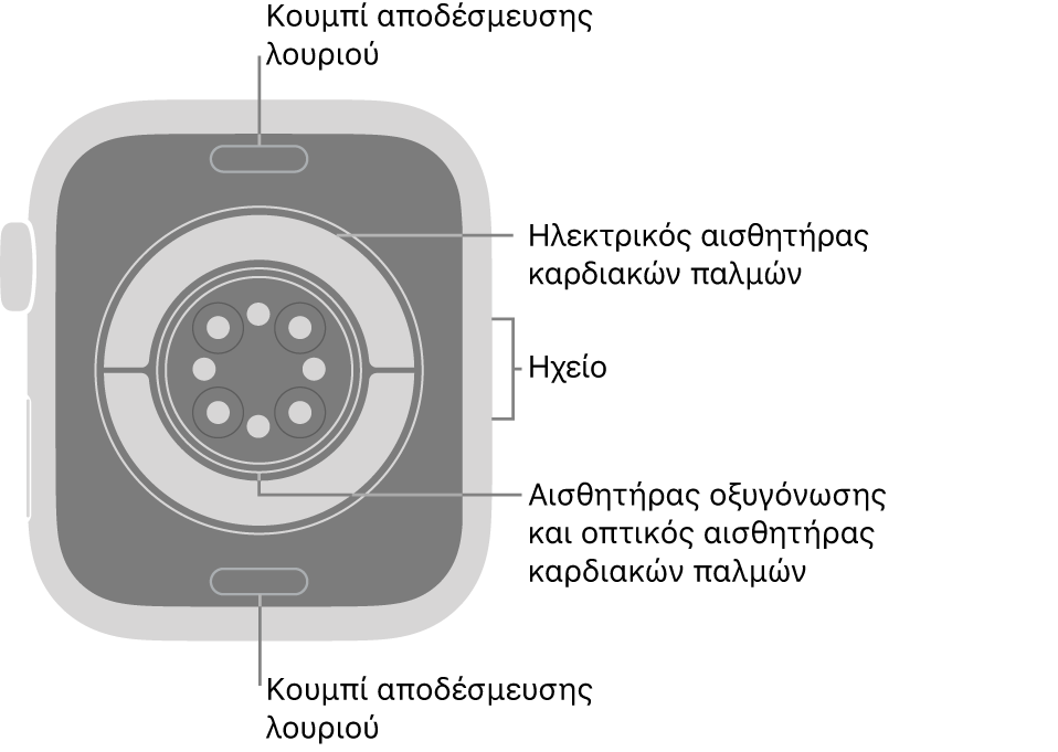 Το πίσω μέρος του Apple Watch Series 11, με τα κουμπιά αποδέσμευσης λουριού πάνω και κάτω, τους ηλεκτρικούς αισθητήρες καρδιάς, τους οπτικούς αισθητήρες καρδιάς και τους αισθητήρες οξυγόνωσης στο κέντρο, και το ηχείο στο πλάι.