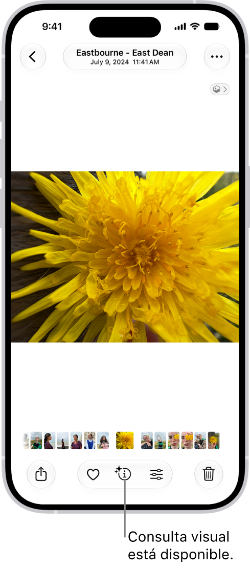 Hay una foto abierta en la app Fotos. En la parte inferior de la pantalla, el botón Información muestra un ícono que indica que hay disponible información mediante la consulta visual.