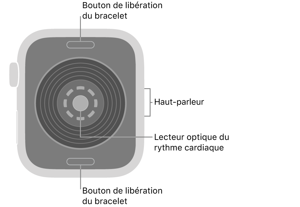 Le dos de l’Apple&nbsp;Watch&nbsp;SE&nbsp;3, avec les boutons de retrait du bracelet en haut et en bas, le capteur de fréquence cardiaque optique au centre, puis le haut-parleur sur le côté.