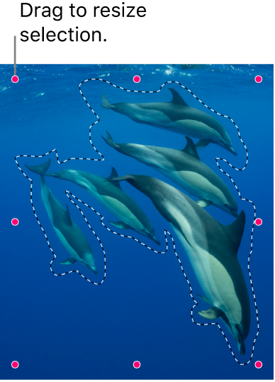 A photo of dolphins enclosed in a free selection.

