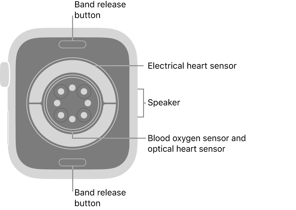 The back of Apple Watch Series 11, with the band release buttons at top and bottom, the electrical heart sensors, optical heart sensors, and blood oxygen sensors in the middle, and the speaker on the side.