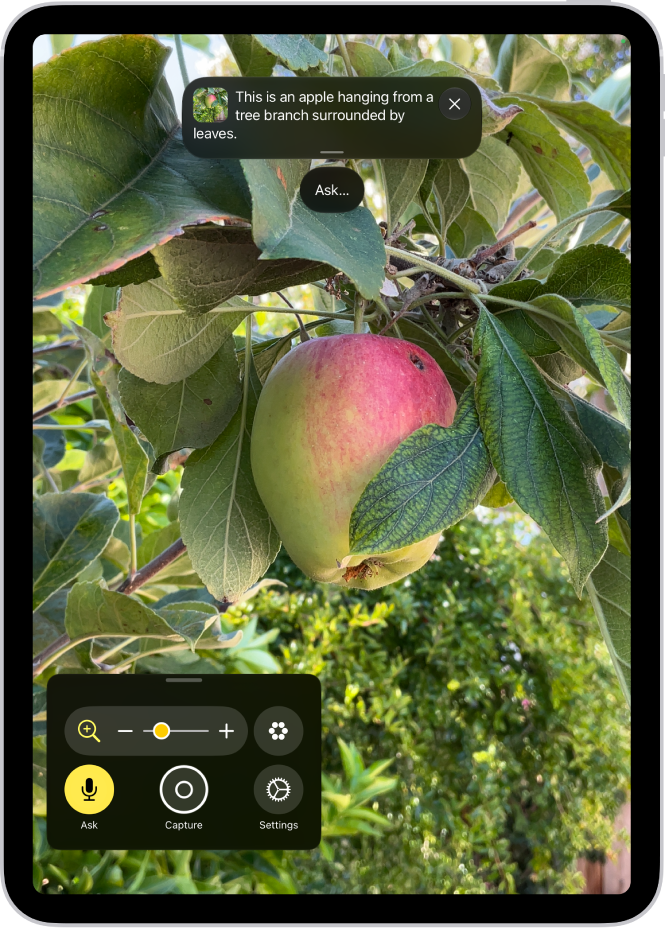 ביישום ״זכוכית מגדלת״ מופיע תקריב של תפוח לא בשל.