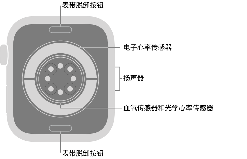 Apple Watch Series 11 的背面，顶部和底部是表带脱卸按钮，中间是电子心率传感器、光学心率传感器和血氧传感器，侧边是扬声器。