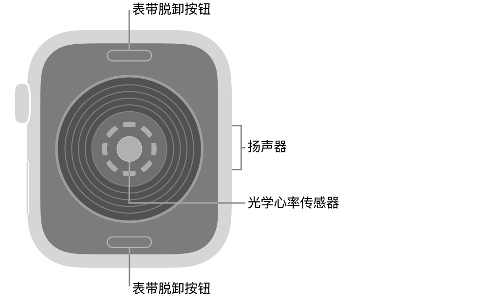 Apple&nbsp;Watch&nbsp;SE 3 的背面，顶部和底部是表带脱卸按钮，中间是光学心率传感器，侧边是扬声器。