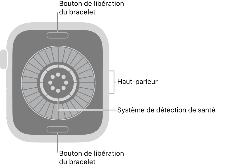 Le dos de l’Apple&nbsp;Watch&nbsp;Series&nbsp;12, avec les boutons de retrait du bracelet en haut et en bas, le système de détection de santé au centre, puis le haut-parleur sur le côté.