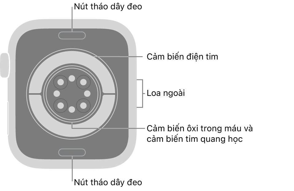 Mặt sau của Apple&nbsp;Watch Series&nbsp;11, với các nút tháo dây ở trên cùng và dưới cùng, các cảm biến tim điện, các cảm biến tim quang học và các cảm biến ôxi trong máu ở giữa và loa trên sườn.