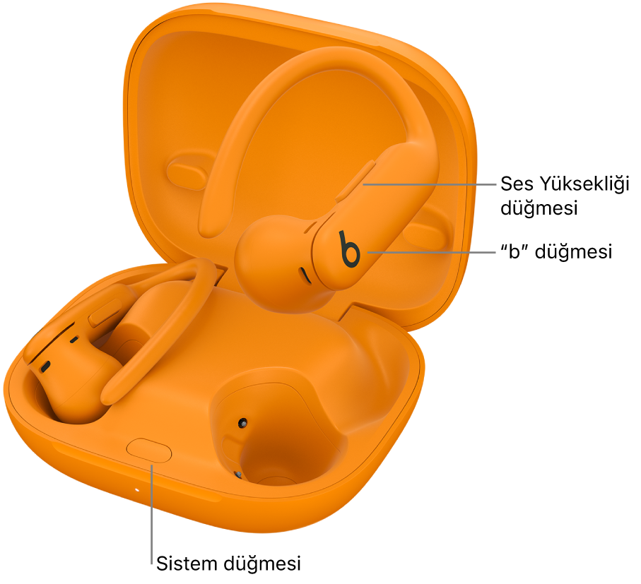 Kulaklıklarda “b” düğmesinin konumunu ve şarj kutusunun içinde sistem düğmesinin konumunu gösteren&nbsp;Powerbeats&nbsp;Pro&nbsp;2 görüntüsü.