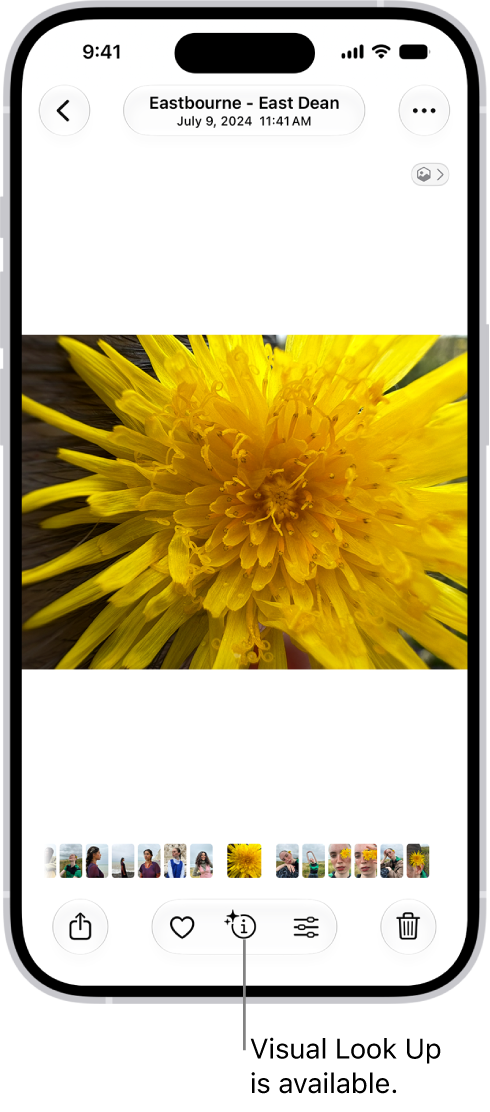 A photo is open in the Photos app. At the bottom of the screen, the Info button displays an icon indicating that Visual Look Up information is available.