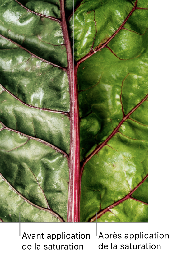Une photo en gros plan d’une feuille verte avec une vue avant et après l’ajustement de la saturation.