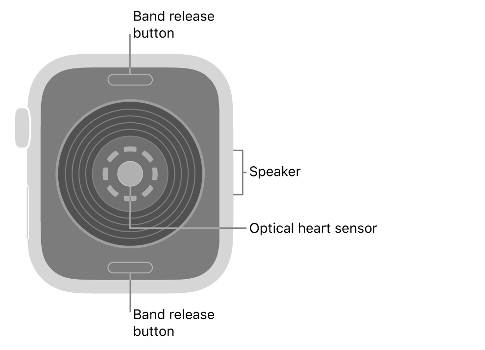 The back of Apple Watch SE 3, with the band release buttons at top and bottom, the optical heart sensor in the middle, and the speaker on the side.