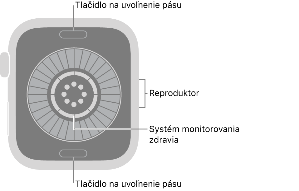 Zadná strana hodiniek Apple&nbsp;Watch Sries&nbsp;12. Navrchu a&nbsp;naspodku sa nachádzajú tlačidlá na uvoľnenie pásu. V&nbsp;strede je umiestnený systém monitorovania zdravia a&nbsp;naboku reproduktor.