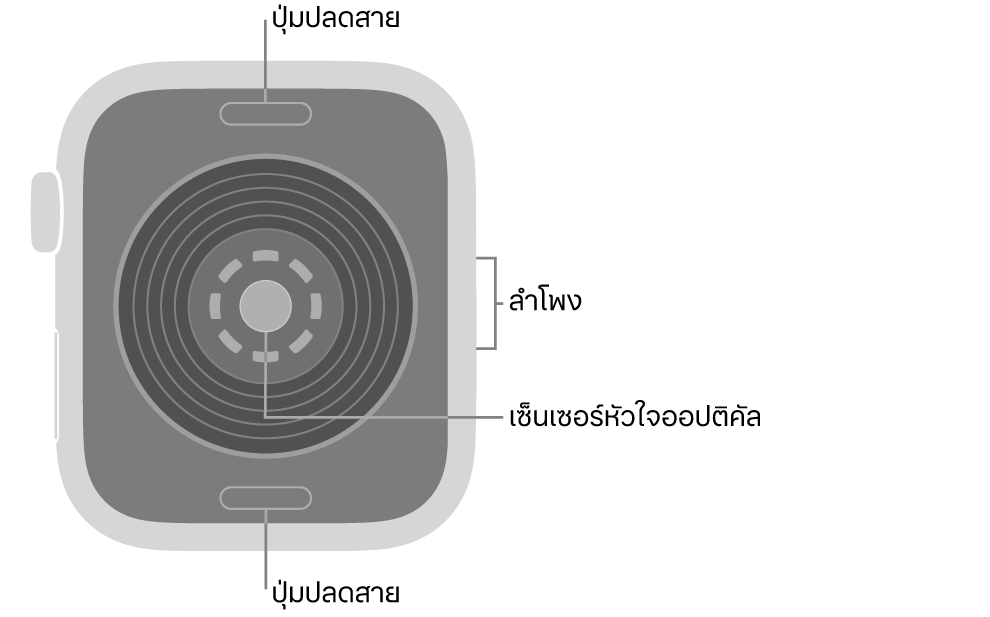 ด้านหลังของ Apple Watch SE 3 ที่มีปุ่มปลดสายที่ด้านบนสุดและที่ด้านล่างสุด เซ็นเซอร์หัวใจออปติคัลที่ตรงกลาง และลำโพงที่ด้านข้าง
