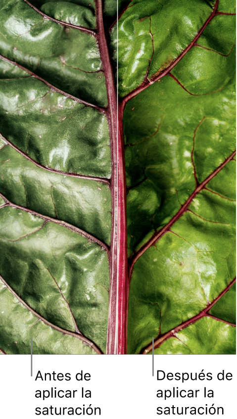 Foto del primer plano de una hoja verde con una comparación de antes y después de ajustar la saturación.