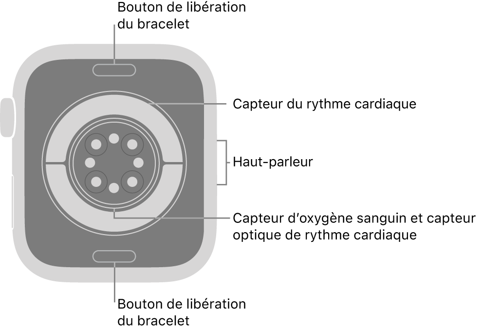 Le dos de l’Apple&nbsp;Watch Series&nbsp;11, avec les boutons de retrait du bracelet en haut et en bas, les capteurs de fréquence cardiaque électriques et optiques et les capteurs d’oxygène sanguin au centre, et le haut-parleur sur le côté.