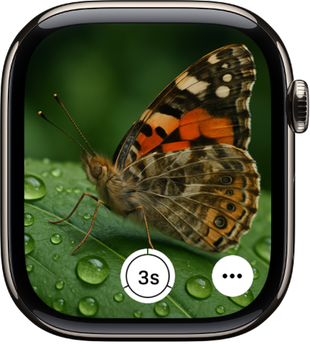 The Apple&nbsp;Watch screen showing what’s in the iPhone camera’s view. The shutter button is at the bottom center. The More Options button is at the bottom right.