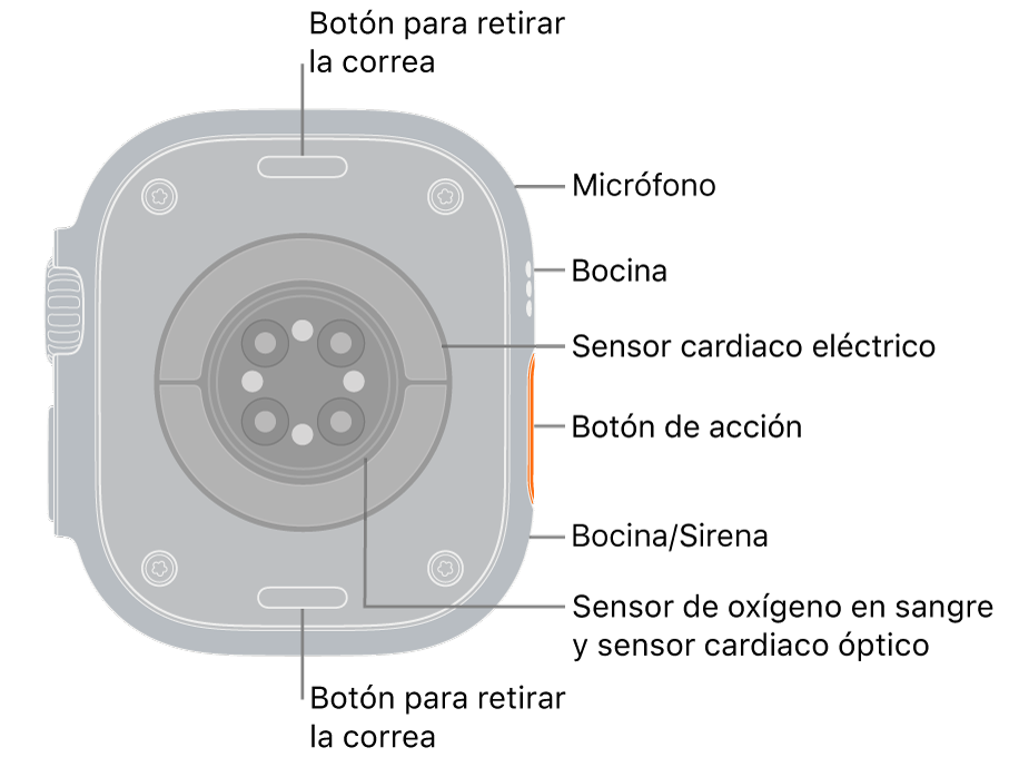 En el reverso del Apple&nbsp;Watch&nbsp;Ultra&nbsp;3 se muestran los botones de liberación de correa en la parte superior e inferior. En el lateral, se encuentran el micrófono, la bocina, el sensor eléctrico de frecuencia cardiaca, el botón de acción, un puerto de bocina por el cual se emite la sirena, los sensores de oxígeno en la sangre y los sensores ópticos de frecuencia cardiaca.