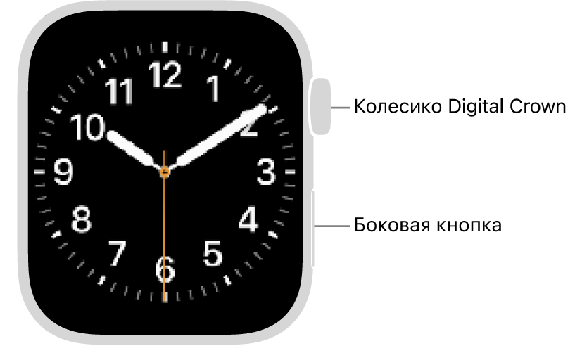 Лицевая сторона Apple&nbsp;Watch. Справа вверху показано колесико Digital&nbsp;Crown, а&nbsp;справа внизу&nbsp;—&nbsp;боковая кнопка.