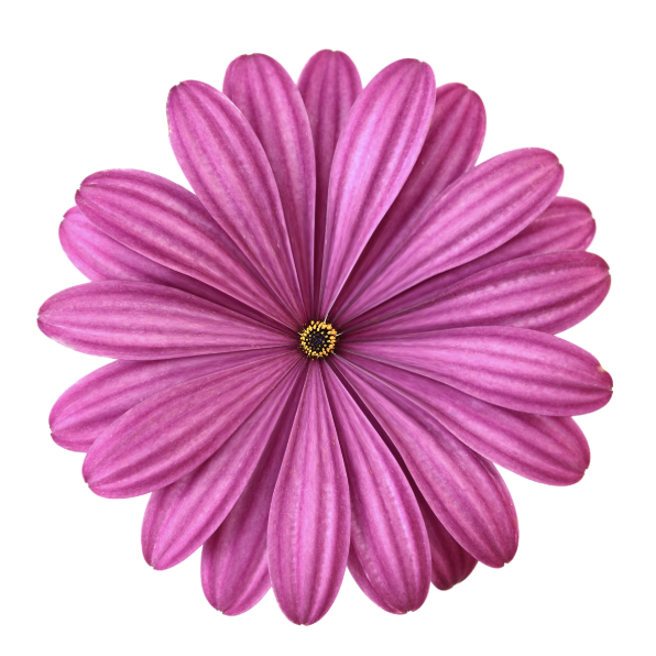 A layer containing a flower image with the Pinch adjustment applied.