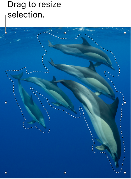 A photo of dolphins enclosed in a free selection with resizing handles.