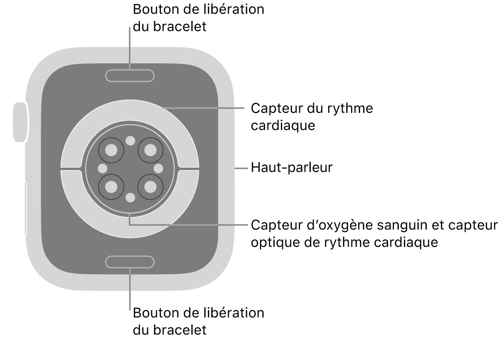 Le dos de l’Apple&nbsp;Watch&nbsp;Series&nbsp;9, avec les boutons de retrait du bracelet en haut et en bas, les capteurs de fréquence cardiaque électriques et optiques et les capteurs d’oxygène sanguin au centre, et le haut-parleur sur le côté.
