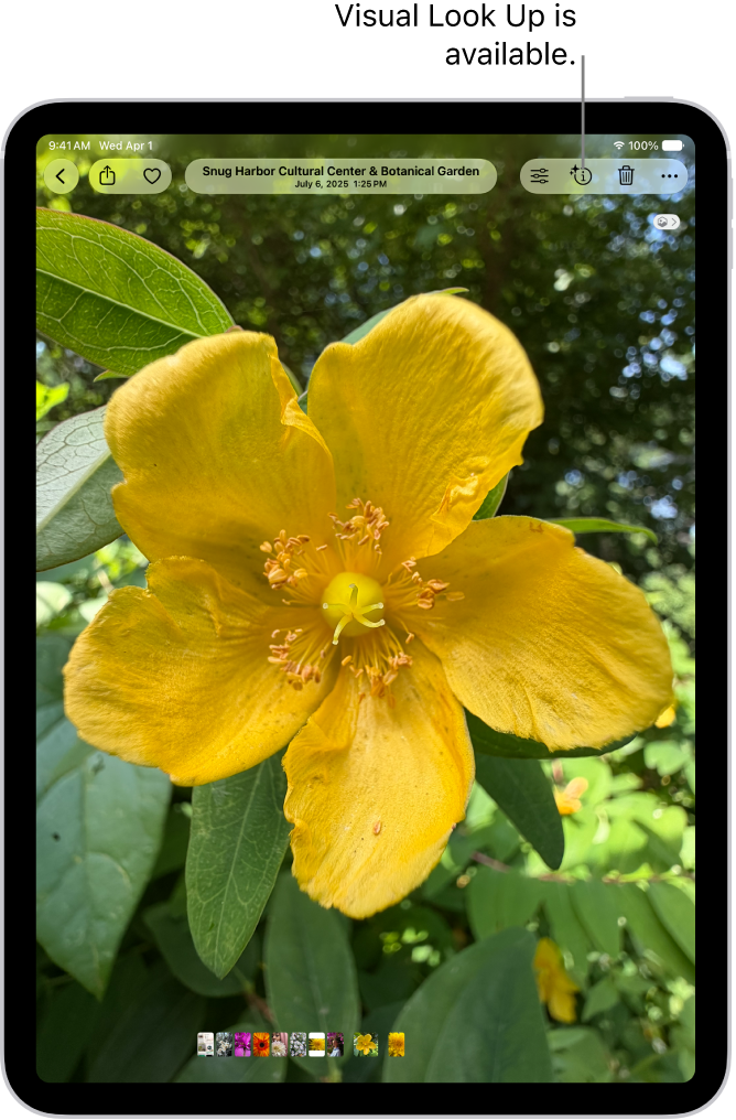 A photo is open in the Photos app. At the top of the screen, the Info button displays an icon indicating that Visual Look Up information is available.
