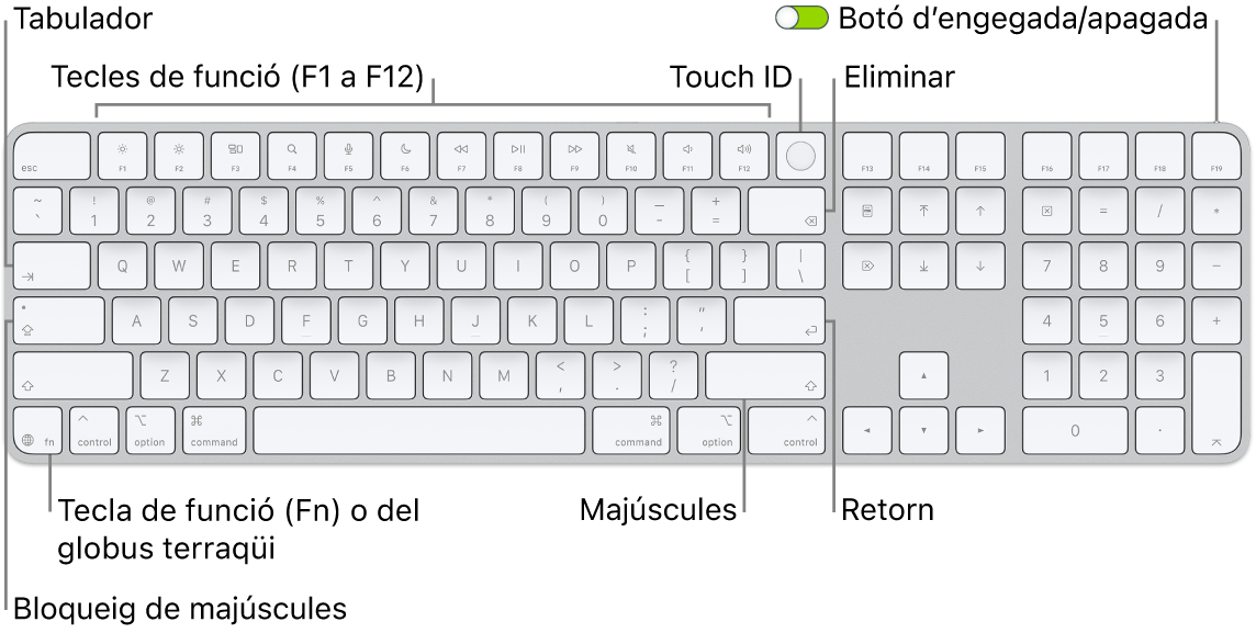 Un Magic&nbsp;Keyboard amb Touch&nbsp;ID i teclat numèric, en què es veu la filera de tecles de funció amb el Touch&nbsp;ID a la part superior i la tecla de funció&nbsp;(Fn) o del globus terraqüi a la dreta de la tecla de supressió.
