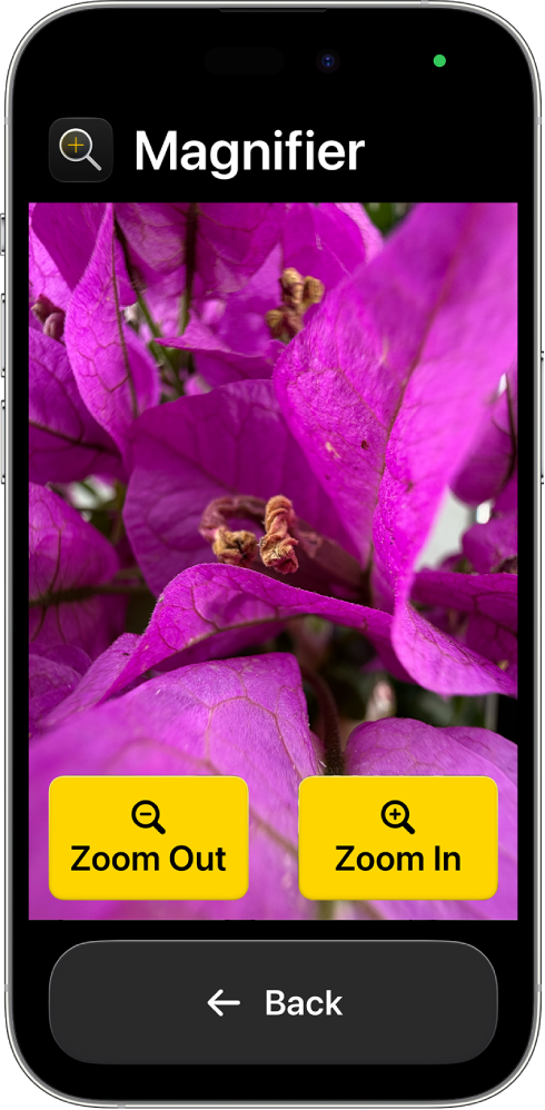 An iPhone in Assistive Access with the Magnifier app open. A close-up image of a flower fills most of the screen, with Zoom In, Zoom Out, and Back buttons at the bottom.