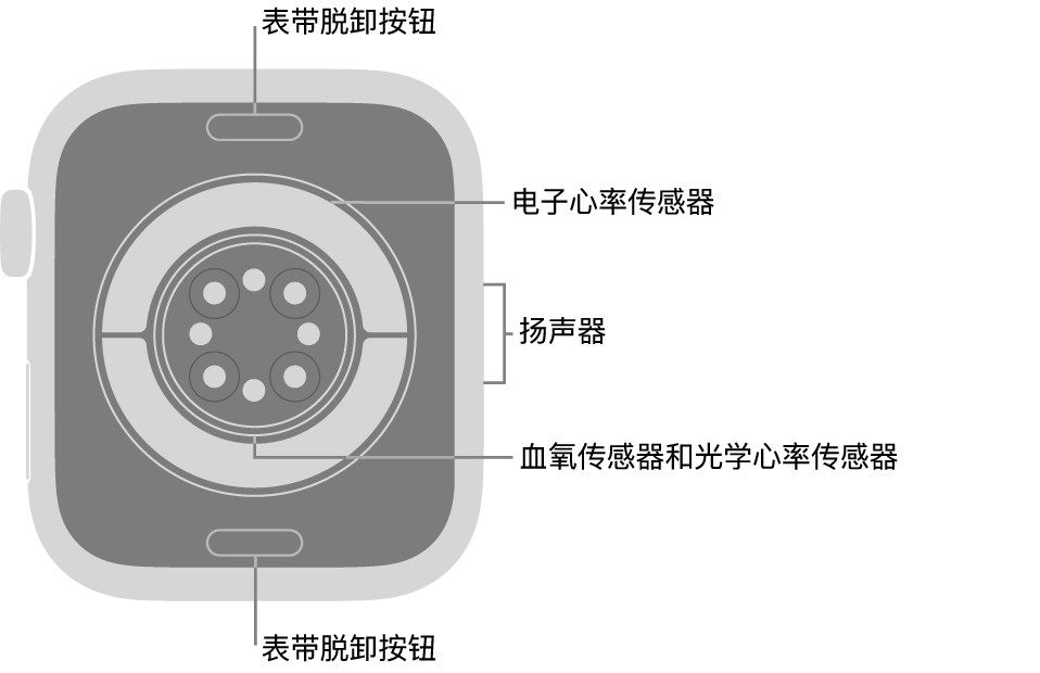 Apple Watch Series 11 的背面，顶部和底部是表带脱卸按钮，中间是电子心率传感器、光学心率传感器和血氧传感器，侧边是扬声器。