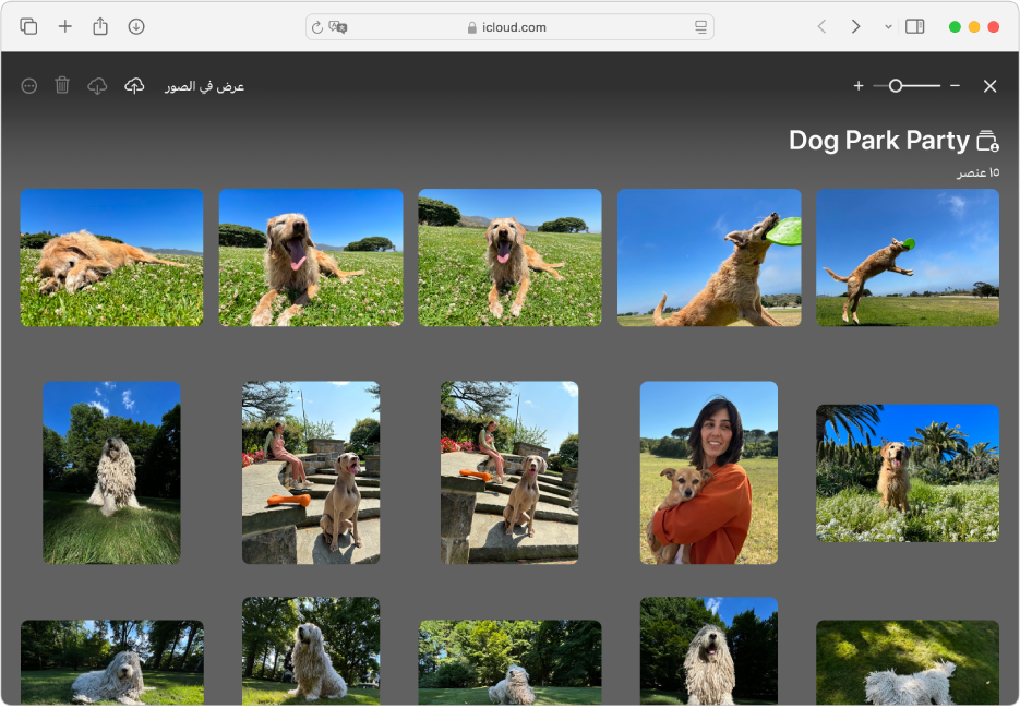 ألبوم مشترك في دعوات Apple على iCloud.com يعرض صورًا لكلاب.