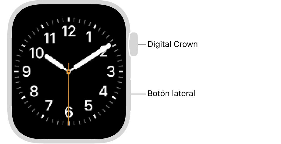 La parte frontal del Apple&nbsp;Watch con la Digital Crown mostrada en la parte superior del lado derecho del reloj y el botón lateral mostrado en la parte inferior derecha.