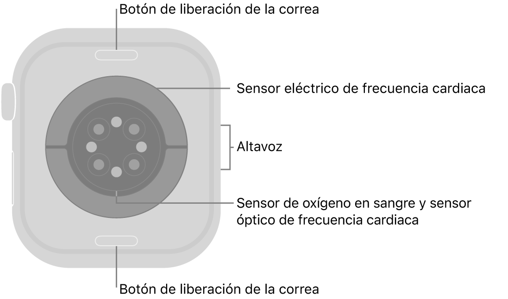 La parte de atrás del Apple&nbsp;Watch Series&nbsp;10, con los botones de liberación de la correa arriba y abajo, los sensores eléctricos de frecuencia cardiaca, los sensores ópticos de frecuencia cardiaca y los sensores de los niveles de oxígeno en sangre en el medio, y el altavoz en el lateral.