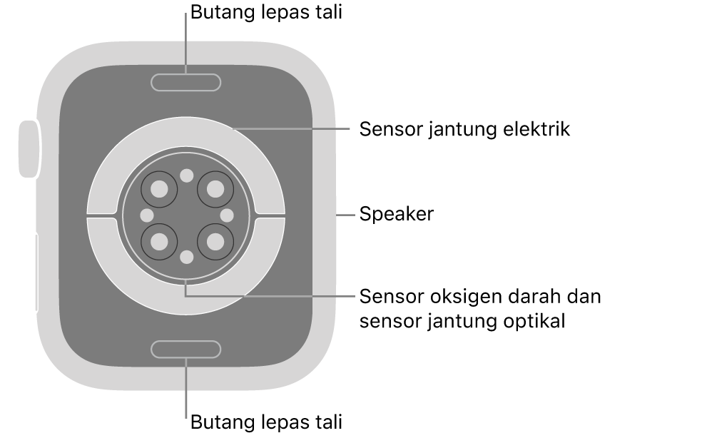 Bahagian belakang Apple&nbsp;Watch Series&nbsp;9, dengan butang lepaskan tali di atas dan bawah, sensor jantung elektrik, sensor jantung optik dan sensor oksigen darah di tengah serta speaker/liang udara pada bahagian sisi.