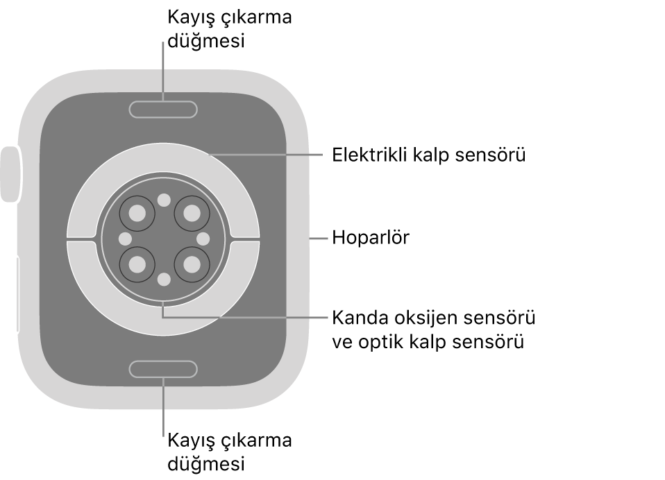 Üstte ve altta kayış çıkarma düğmeleri, ortada elektrikli kalp sensörleri, optik kalp sensörleri ve kanda oksijen sensörleri, yanda da hoparlör ile Apple&nbsp;Watch Series&nbsp;9’un arkası.