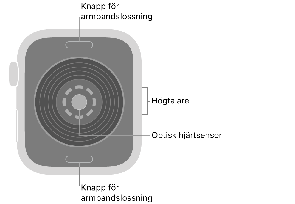 Baksidan på Apple&nbsp;Watch SE&nbsp;3 med knapparna för armbandslossning högst upp och längst ned, den optiska hjärtsensorn i mitten och högtalaren på sidan.
