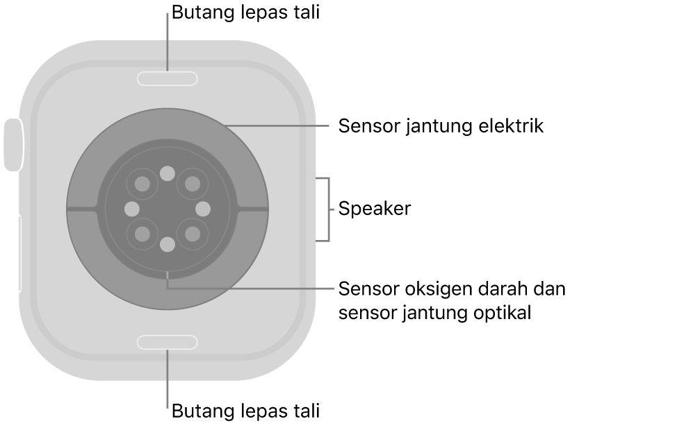Bahagian belakang Apple&nbsp;Watch Series 10, dengan butang lepaskan tali di atas dan bawah, sensor jantung elektrik, sensor jantung optik dan sensor oksigen darah di tengah serta speaker/liang udara pada bahagian sisi.