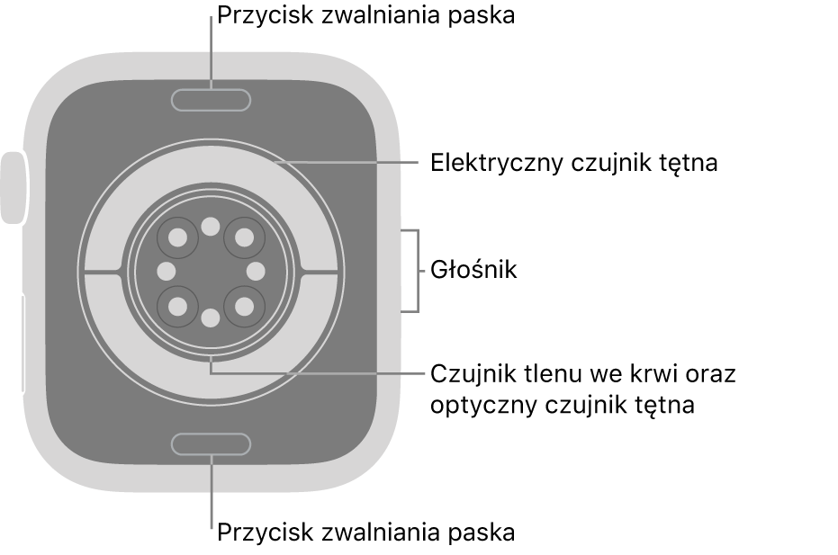 Apple&nbsp;Watch Series&nbsp;11 widziany z&nbsp;tyłu. Na górze i&nbsp;na dole znajdują się przyciski zwalniania paska. Na środku znajdują się: elektryczne czujniki tętna, optyczne czujniki tętna oraz czujniki tlenu we krwi. Z&nbsp;boku znajduje się głośnik.