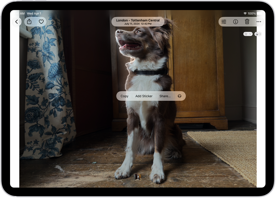 The Photos app is open to a photo of a dog. The dog is selected, and the option Add Sticker is available in the menu above.