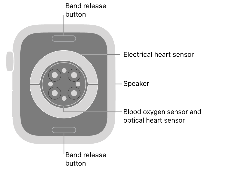The back of Apple&nbsp;Watch Series&nbsp;9, with the band release buttons at top and bottom, the electrical heart sensors, optical heart sensors, and blood oxygen sensors in the middle, and the speaker on the side.
